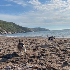 Dogs on the beach, south devon