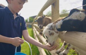 Animal feeding and meeting the animals on the farm