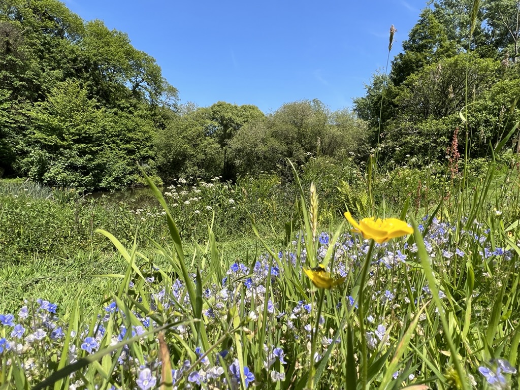 Wild flowers down by the lake at Nethway Farm