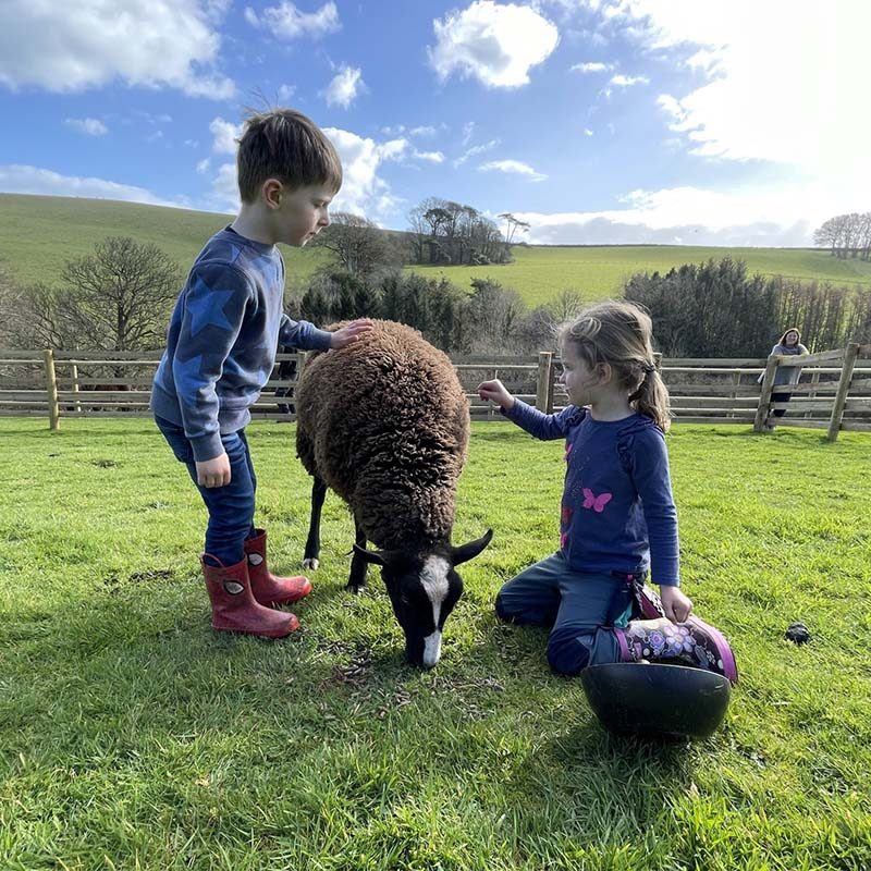 Animal Petting