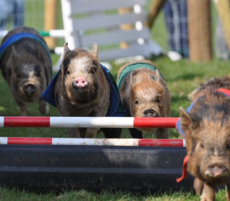 Pennywell farm