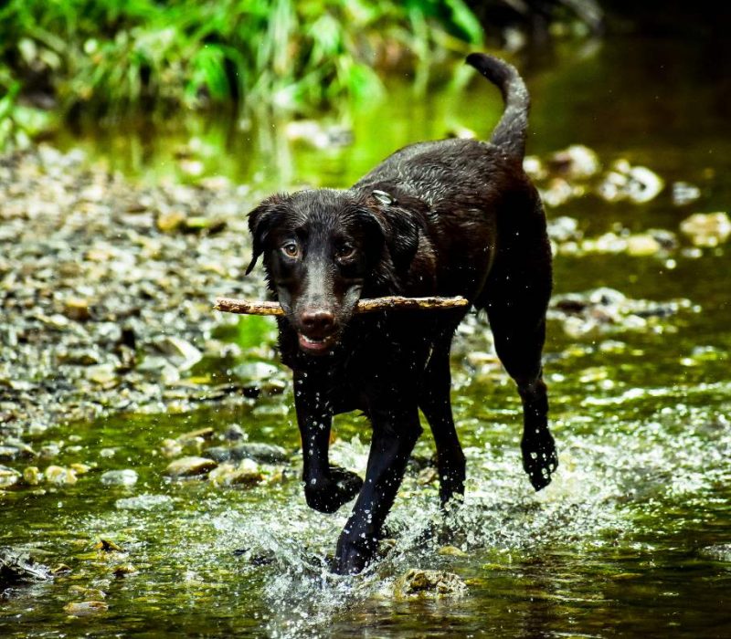 river dart country park