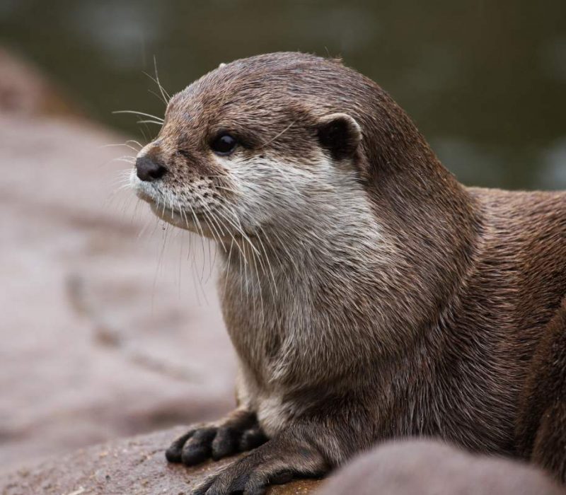 otters and butterflies