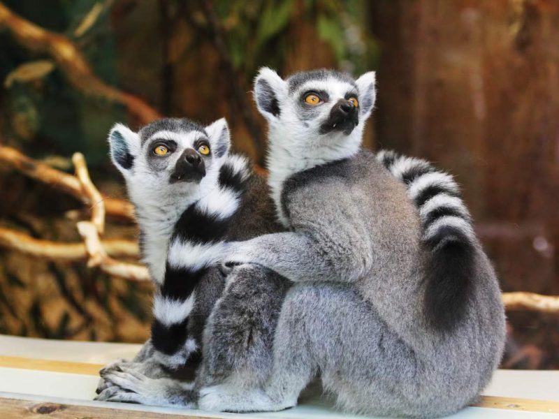 paignton zoo