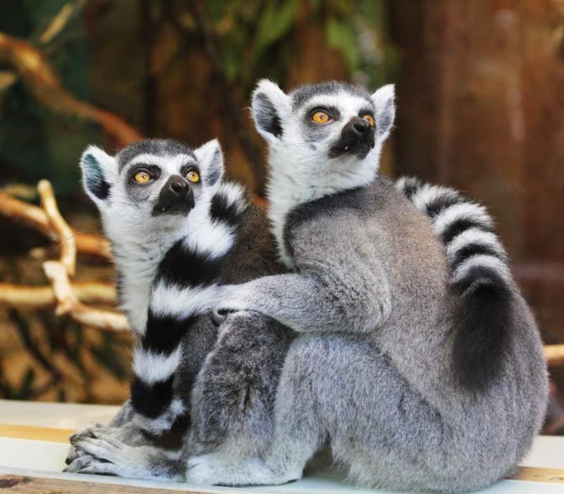 paignton zoo