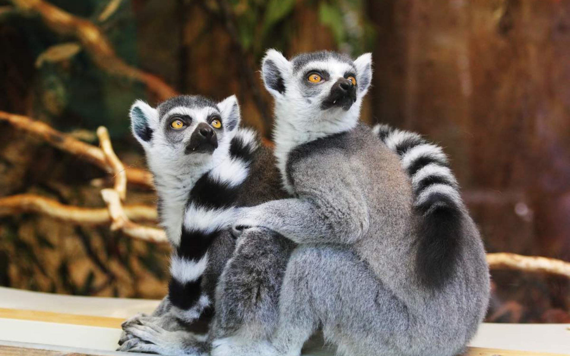 paignton zoo