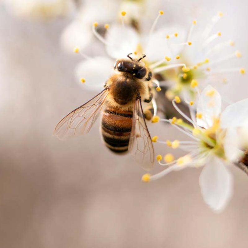 Bees1
